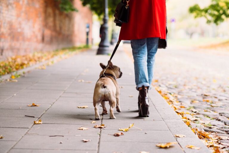 Start Your Own Dog Walking or Pet Sitting Business