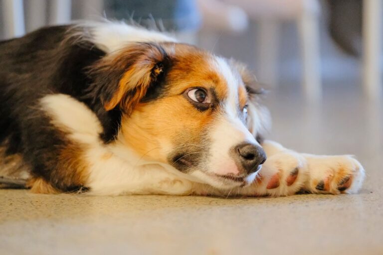 How to deal with dog separation anxiety