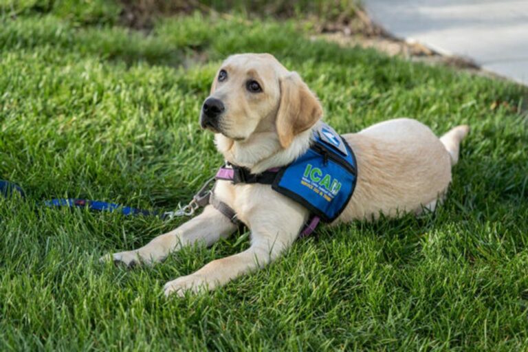 How to train a dog to sit