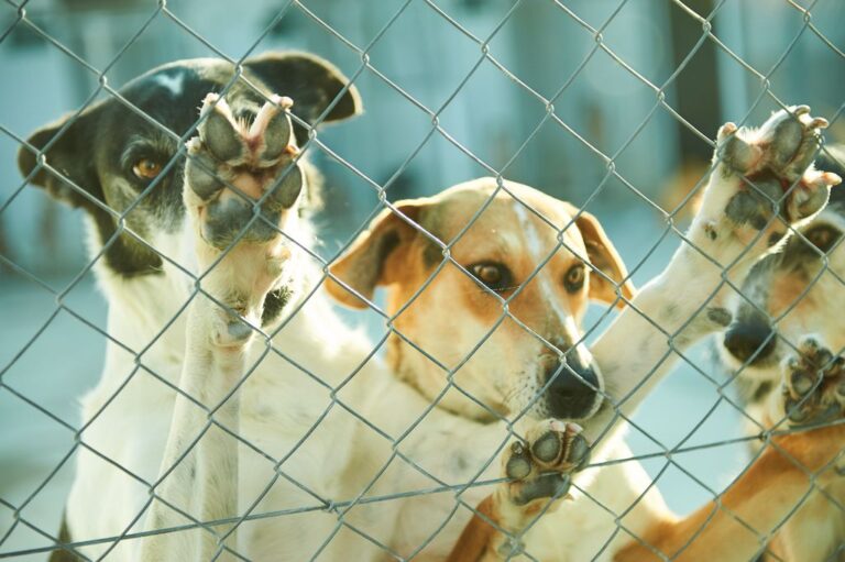 Where to find: Reputable dog shelters and rescue organizations?