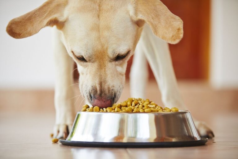 Why Is Your Dog Not Eating? Common Causes and Solutions