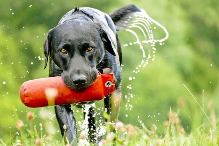 Top Toys for Dogs: Keep Your Pup Entertained and Happy