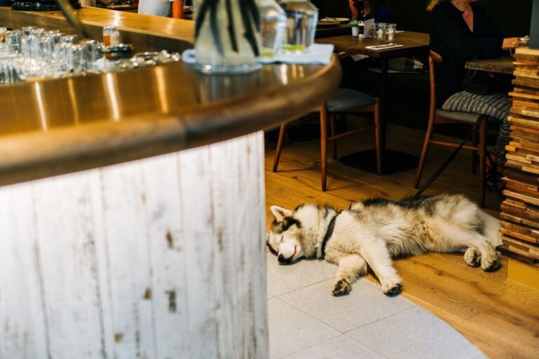 Dog-friendly cafes and restaurants near you?