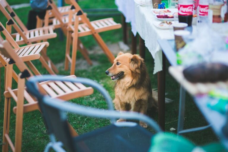 Planning a Dog-Friendly Party: Tips and Ideas