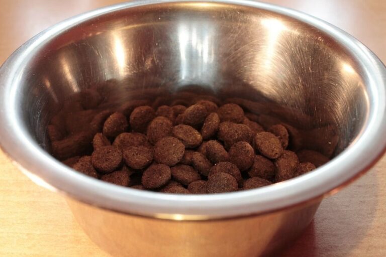 Choosing the Right Dog Food for Your Dog’s Needs