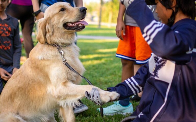 Signs of Stress in Dogs: How to Recognize and Manage Them