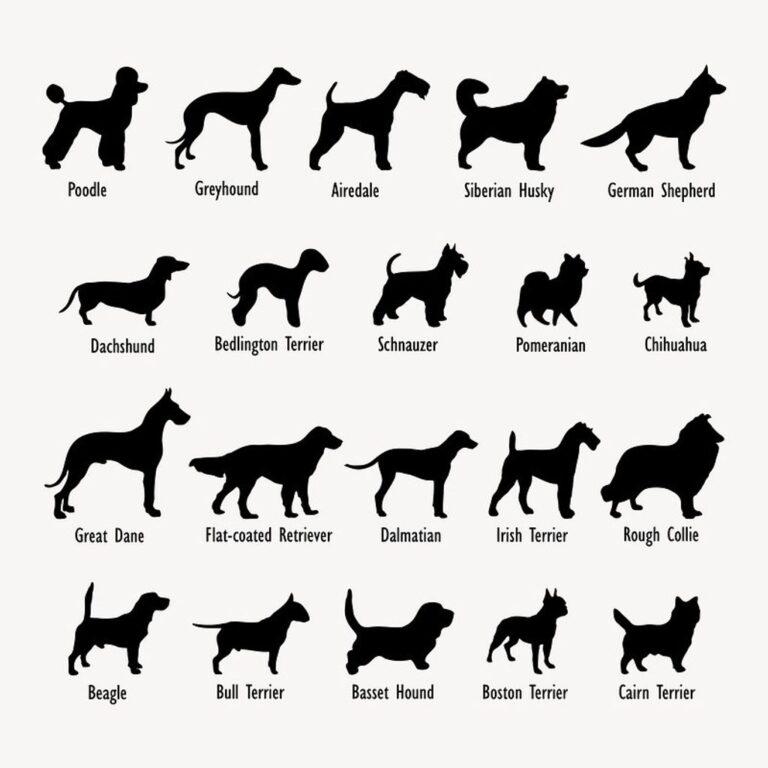 How to choose the right dog breed for me?