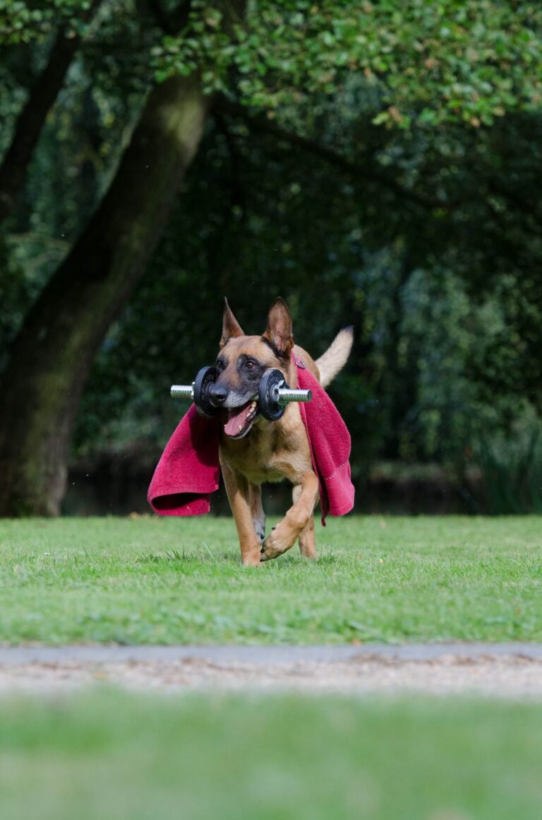 Unleash the Potential: Teaching Your Dog Fun and Impressive Tricks