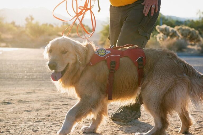 Dog Adoption Events Near You: Find Your New Furry Friend