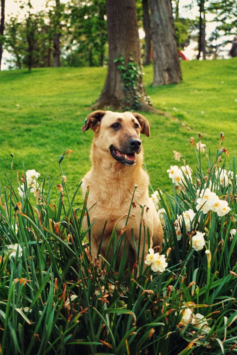 How to keep my dog cool in the summer