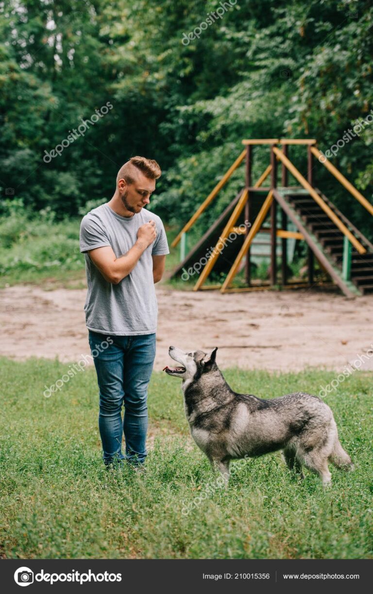 Building a Solid Foundation: Dog Basic Obedience Training