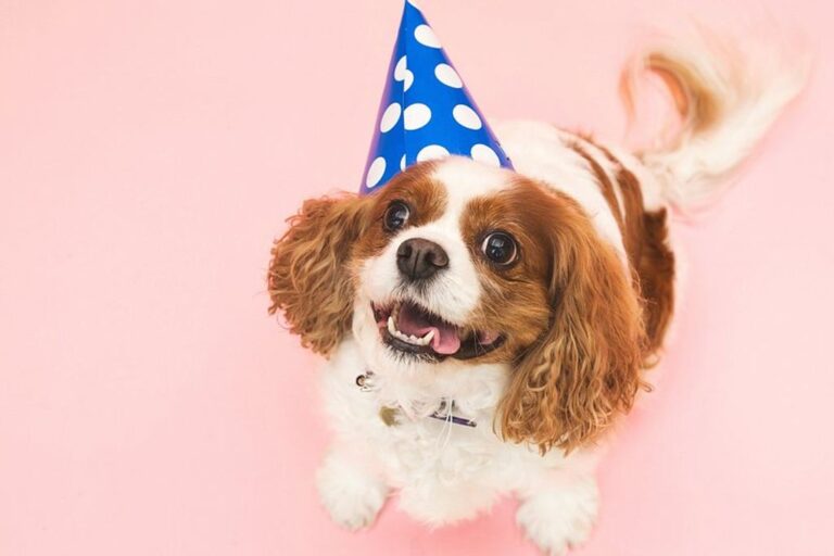 Host a Fun and Safe Dog-Friendly Party