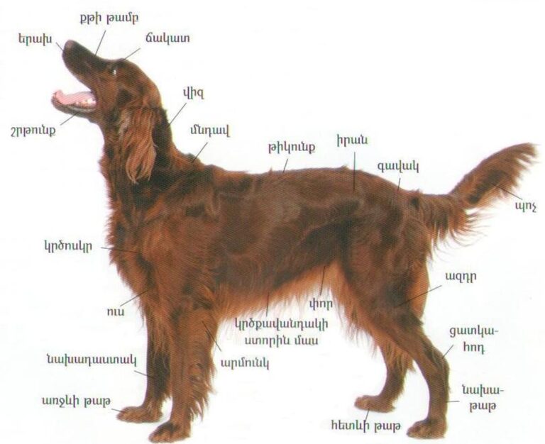 How to understand my dog’s body language?