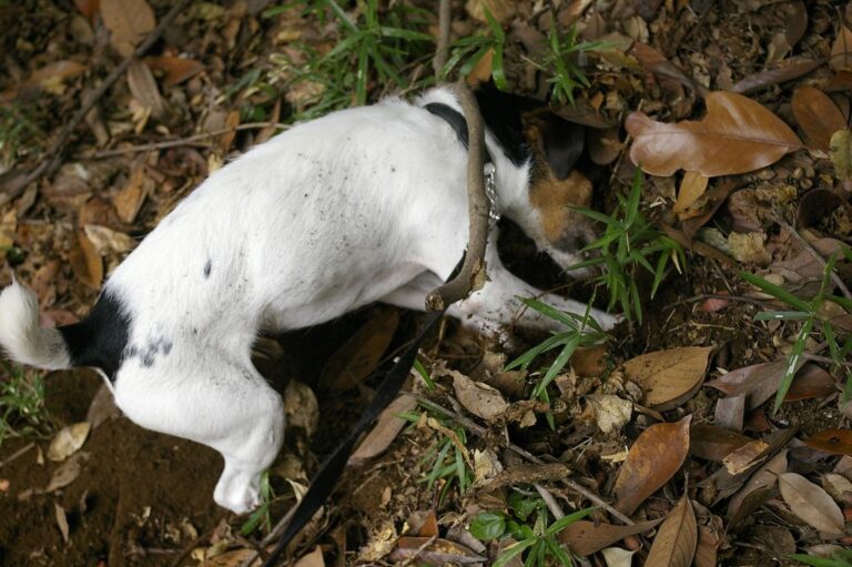 How to stop a dog from digging