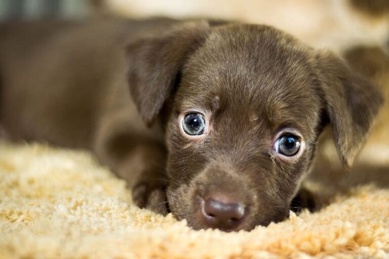 Preparing Your Home for a New Puppy or Dog