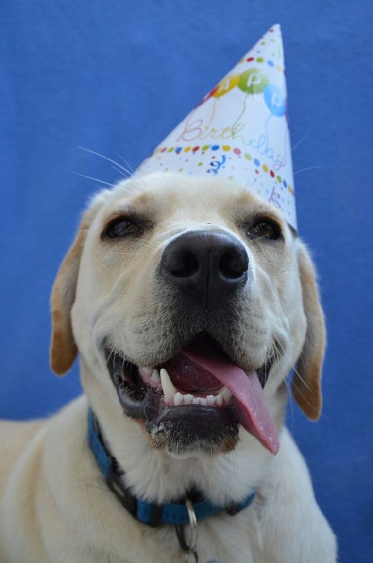 How to celebrate my dog’s birthday