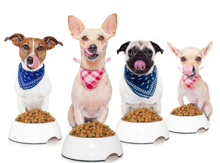 Choosing the Right Dog Food for Your Dog’s Age and Activity Level