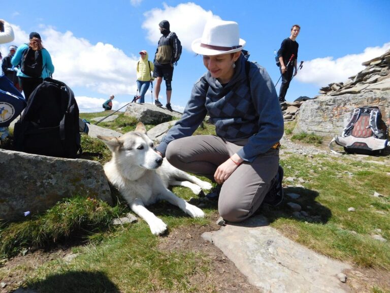 How to travel with a dog