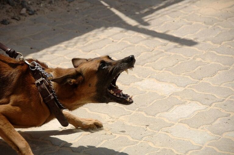 Effective Strategies for Dealing with Aggressive Dog Behavior