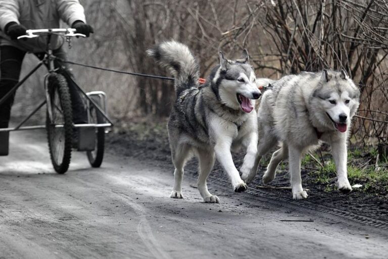 Experience the Thrill of Bikejoring or Hiking with Your Dog