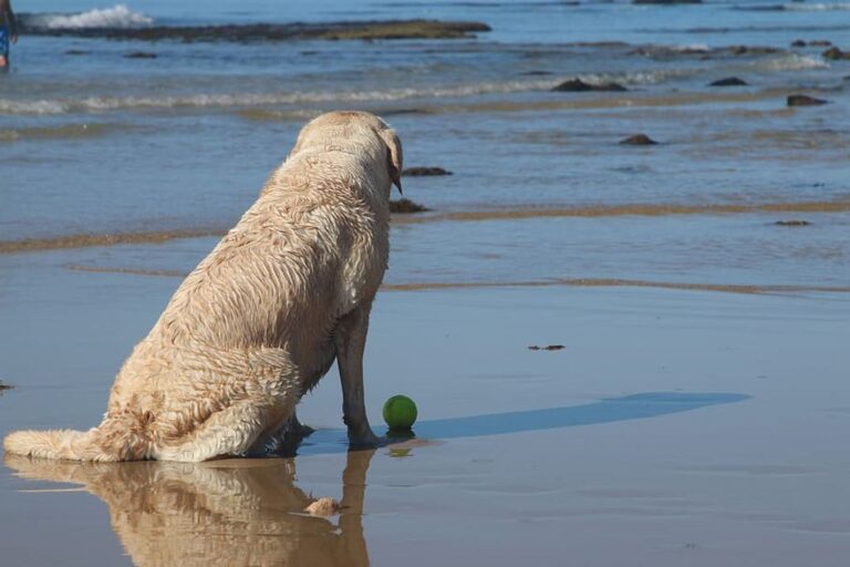 Where to find: Dog-friendly beaches?