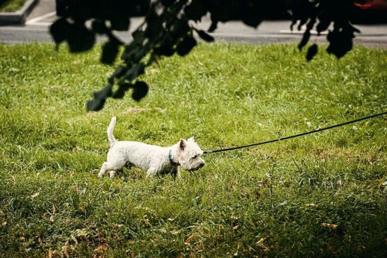 Mastering the Art of Potty Training a Dog