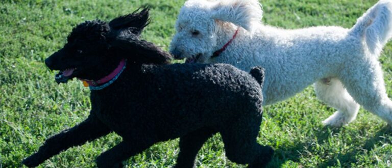 Off-Leash Dog Parks with Agility Courses: Fun for Dogs and Owners